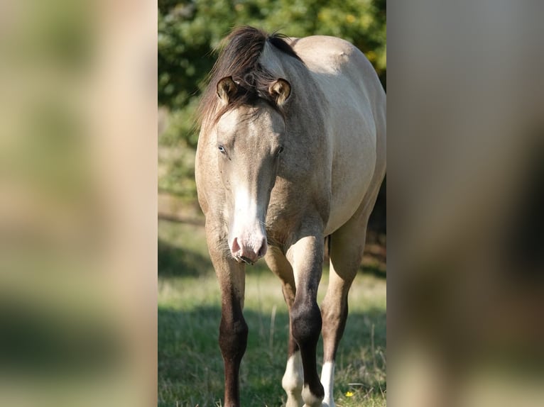 Quarter horse américain Étalon 2 Ans 152 cm Isabelle in Erkelenz