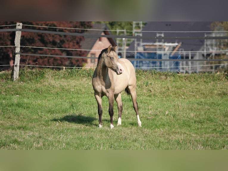 Quarter horse américain Étalon 2 Ans 152 cm Isabelle in Erkelenz