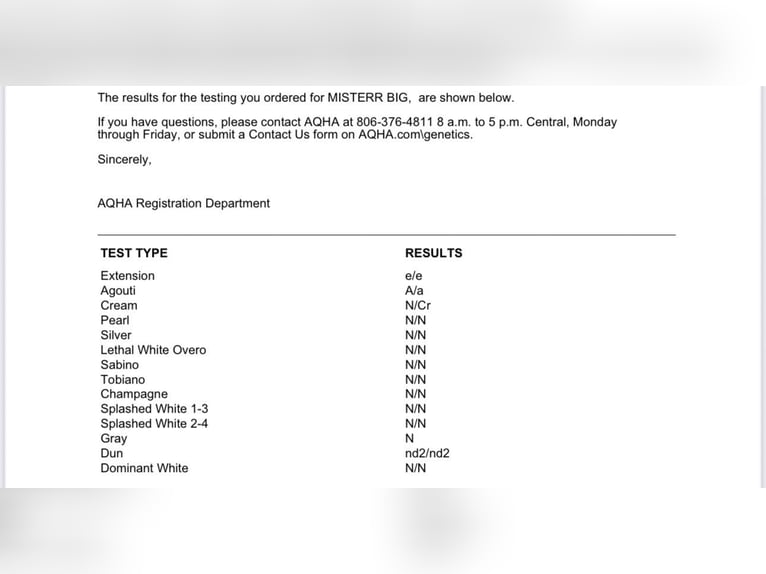 Quarter horse américain Étalon 2 Ans 152 cm Palomino in Haren