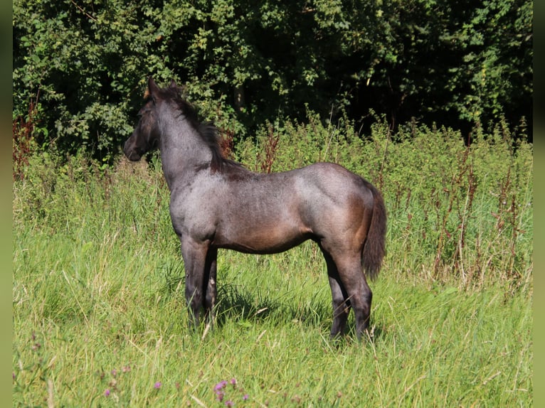 Quarter horse américain Étalon 2 Ans 153 cm Rouan Bleu in Breitenbach