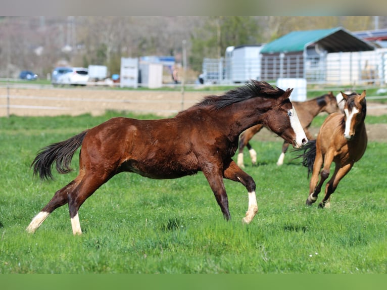 Quarter horse américain Étalon 2 Ans 154 cm Bai in Waldshut-Tiengen