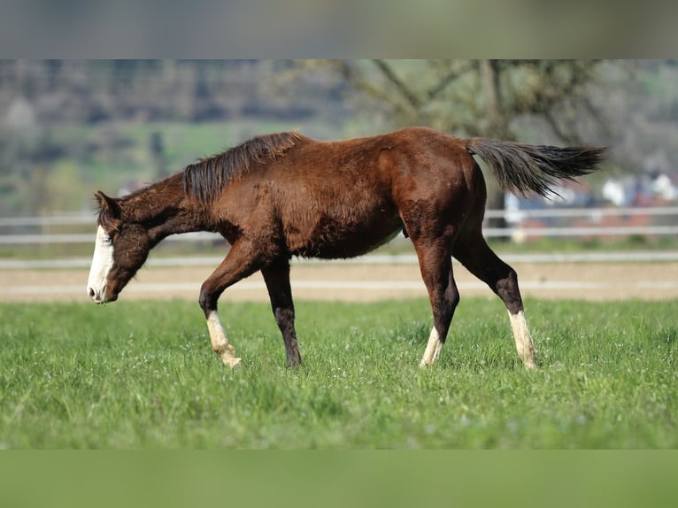 Quarter horse américain Étalon 2 Ans 154 cm Bai in Waldshut-Tiengen