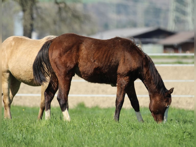 Quarter horse américain Étalon 2 Ans 154 cm Bai in Waldshut-Tiengen