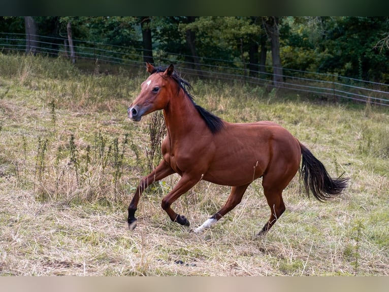 Quarter horse américain Étalon 2 Ans 155 cm Bai in Zeulenroda-Triebes