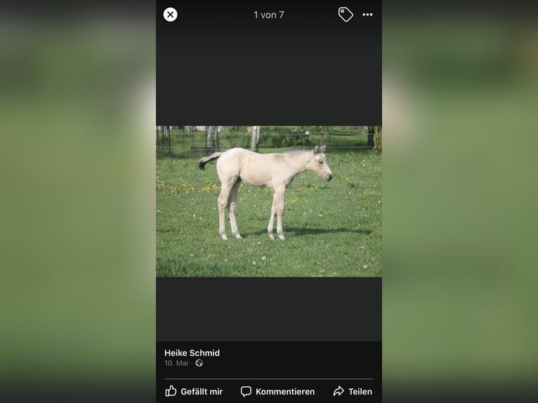 Quarter horse américain Étalon 2 Ans 155 cm Buckskin in Berg bei Neumarkt in der Oberpfalz