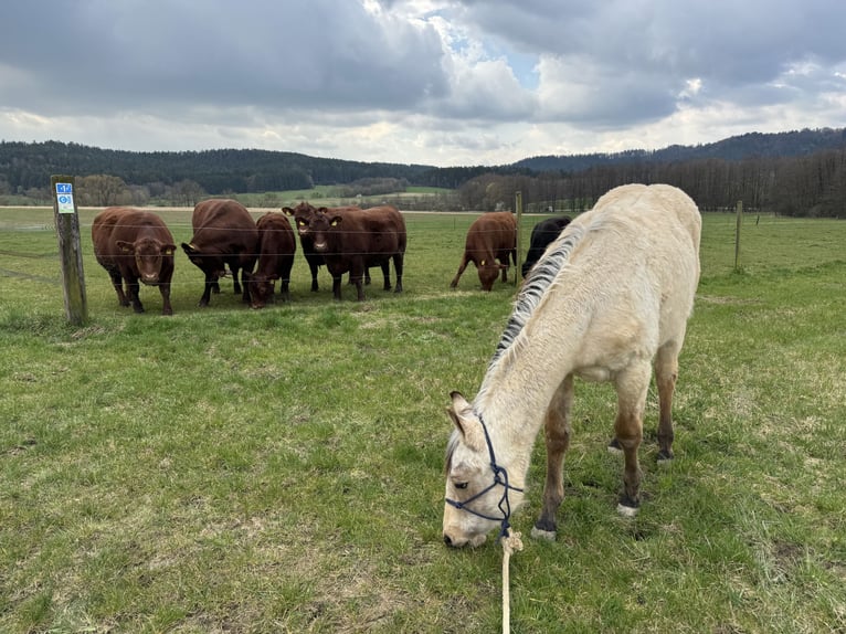 Quarter horse américain Étalon 2 Ans 155 cm Buckskin in Berg bei Neumarkt in der Oberpfalz