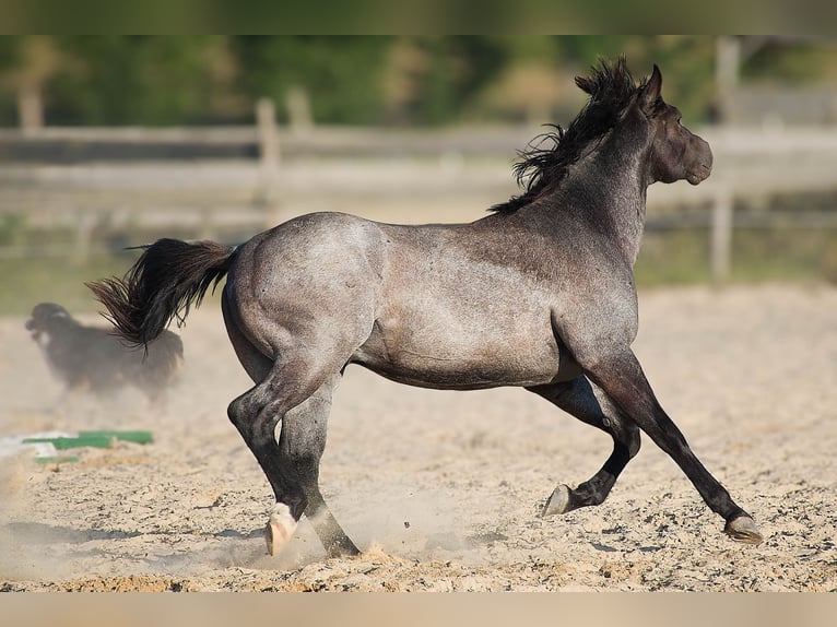 Quarter horse américain Étalon 2 Ans 155 cm Rouan bleu in Děčín