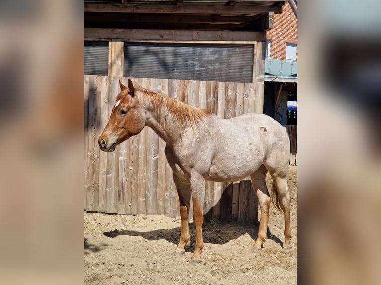 Quarter horse américain Étalon 2 Ans 155 cm Rouan Rouge in Winsen (Aller)