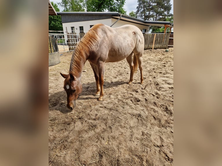 Quarter horse américain Étalon 2 Ans 155 cm Rouan Rouge in Winsen (Aller)