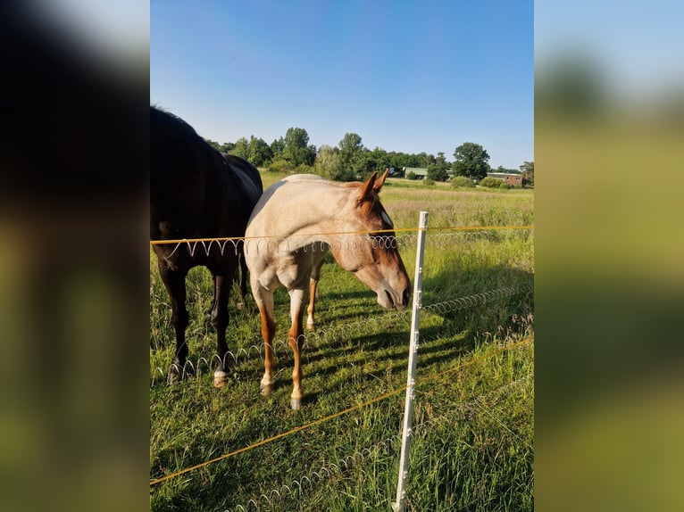 Quarter horse américain Étalon 2 Ans 155 cm Rouan Rouge in Winsen (Aller)