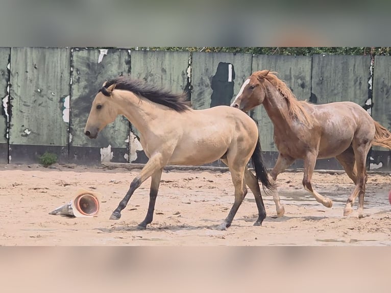 Quarter horse américain Étalon 2 Ans 158 cm Buckskin in Langenbach