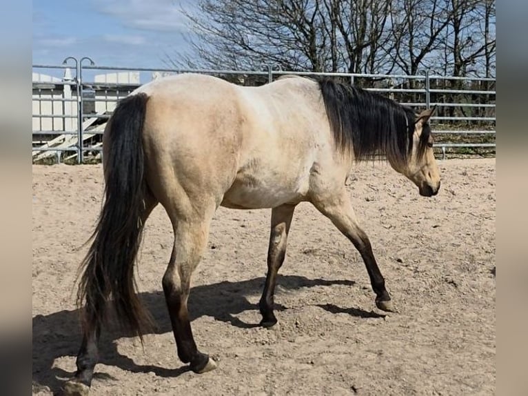 Quarter horse américain Étalon 2 Ans 159 cm Buckskin in Langenbach