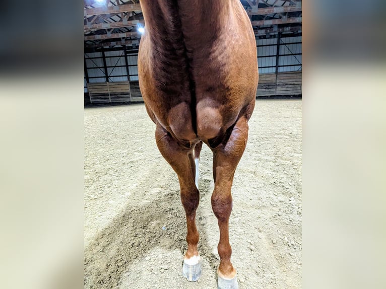 Quarter horse américain Étalon 2 Ans 163 cm Alezan cuivré in Montpelier