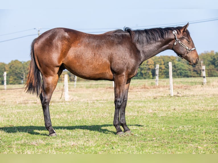 Quarter horse américain Étalon 2 Ans 165 cm Bai in Montigny Sur Avre