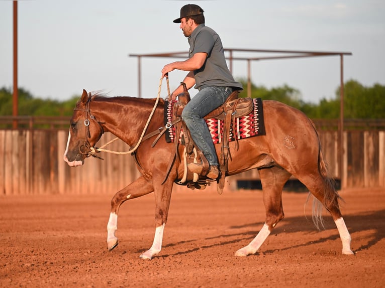 Quarter horse américain Étalon 2 Ans Alezan cuivré in Waco