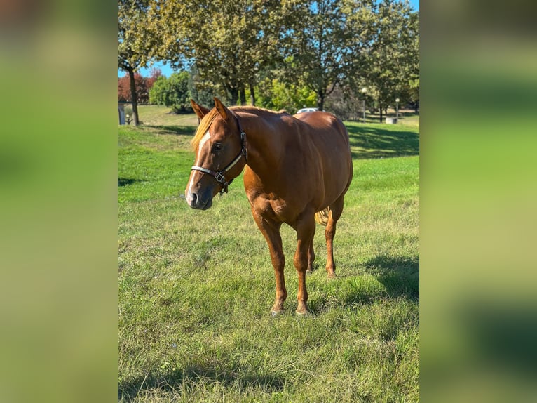 Quarter horse américain Étalon 2 Ans Alezan in M&#xFC;nchen