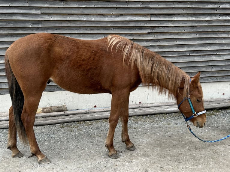 Quarter horse américain Étalon 2 Ans Alezan in Fichtelberg
