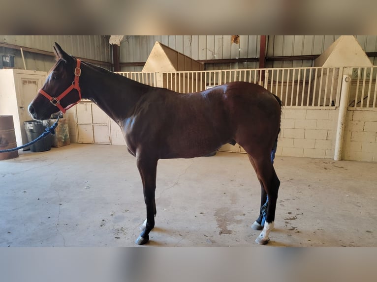 Quarter horse américain Étalon 2 Ans Bai cerise in Royse City