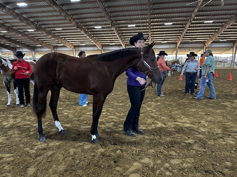 Quarter horse américain Étalon 2 Ans Bai cerise in Royse City