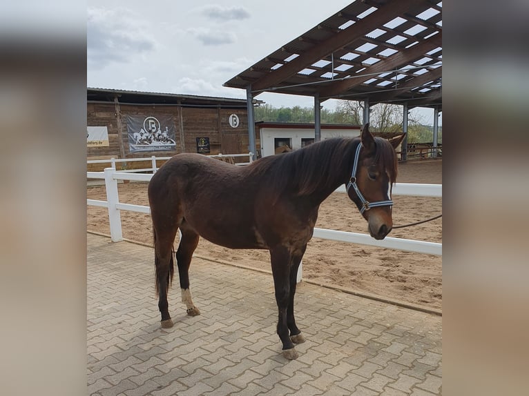 Quarter horse américain Étalon 2 Ans Bai in Hammersbach