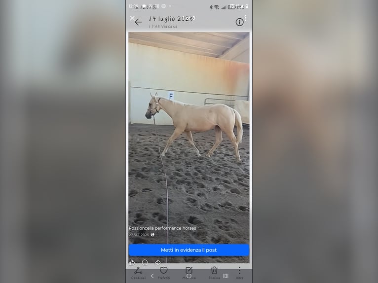 Quarter horse américain Étalon 2 Ans Palomino in Buzzoletto