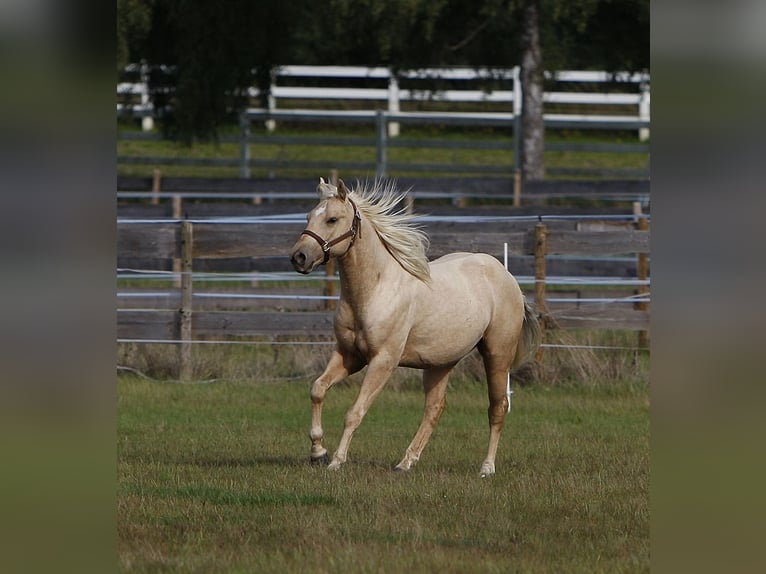 Quarter horse américain Étalon 2 Ans Palomino in Bell