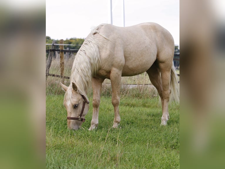 Quarter horse américain Étalon 2 Ans Palomino in Bell