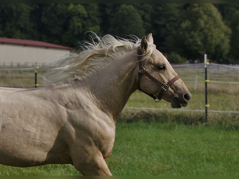 Quarter horse américain Étalon 2 Ans Palomino in Bell