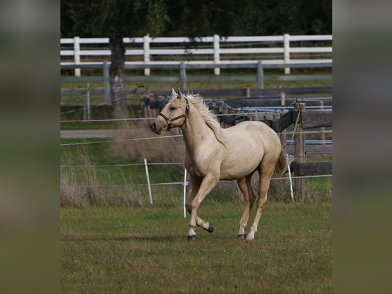 Quarter horse américain Étalon 2 Ans Palomino in Bell