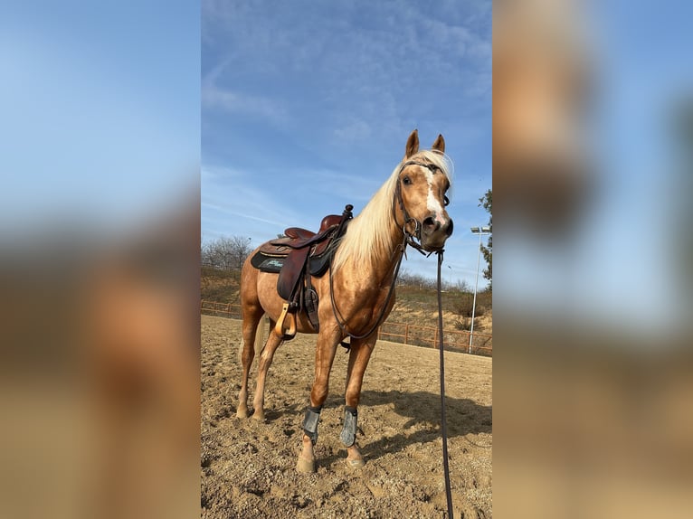 Quarter horse américain Étalon 3 Ans 141 cm Palomino in Modena