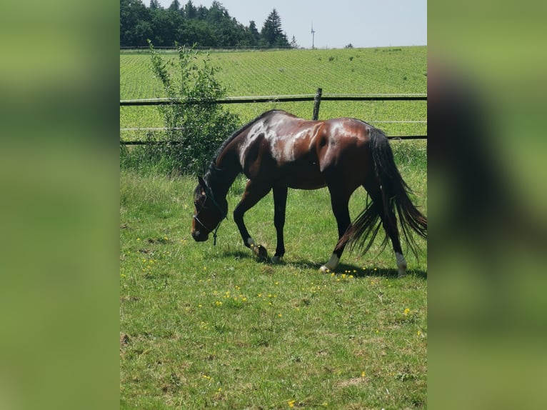 Quarter horse américain Étalon 3 Ans 145 cm Bai in Dreis-Br&#xFC;ck