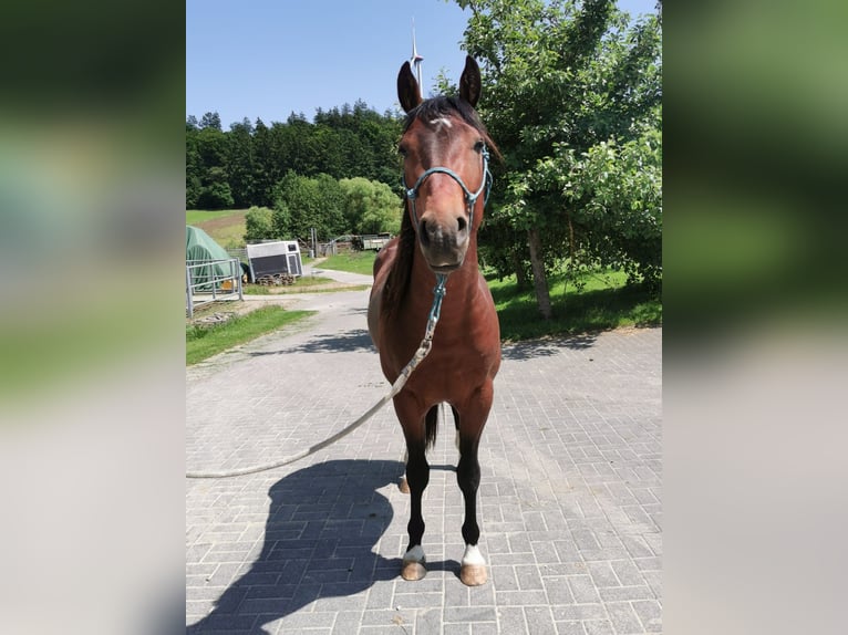 Quarter horse américain Étalon 3 Ans 145 cm Bai in Dreis-Br&#xFC;ck