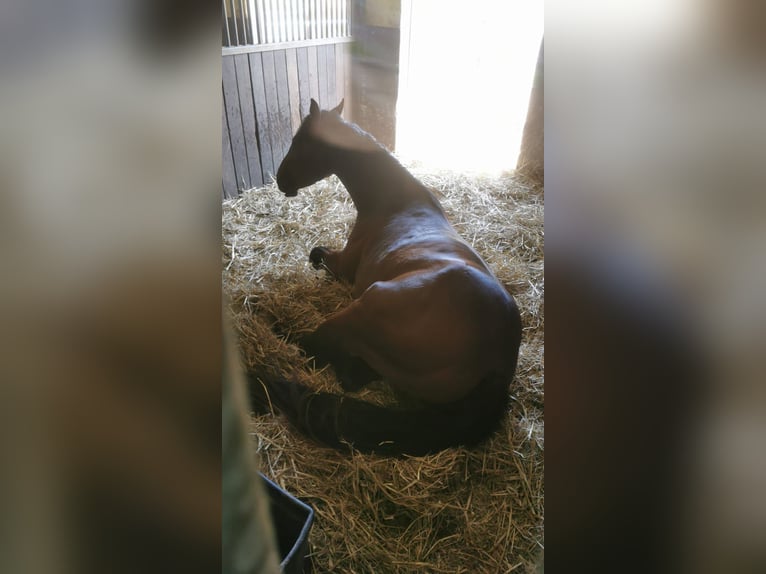 Quarter horse américain Étalon 3 Ans 145 cm Bai in Dreis-Br&#xFC;ck