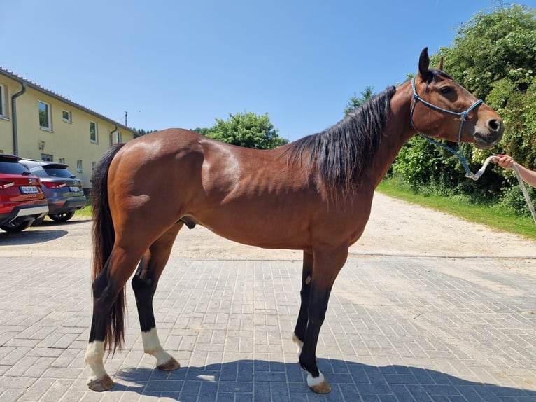 Quarter horse américain Étalon 3 Ans 145 cm Bai in Dreis-Br&#xFC;ck