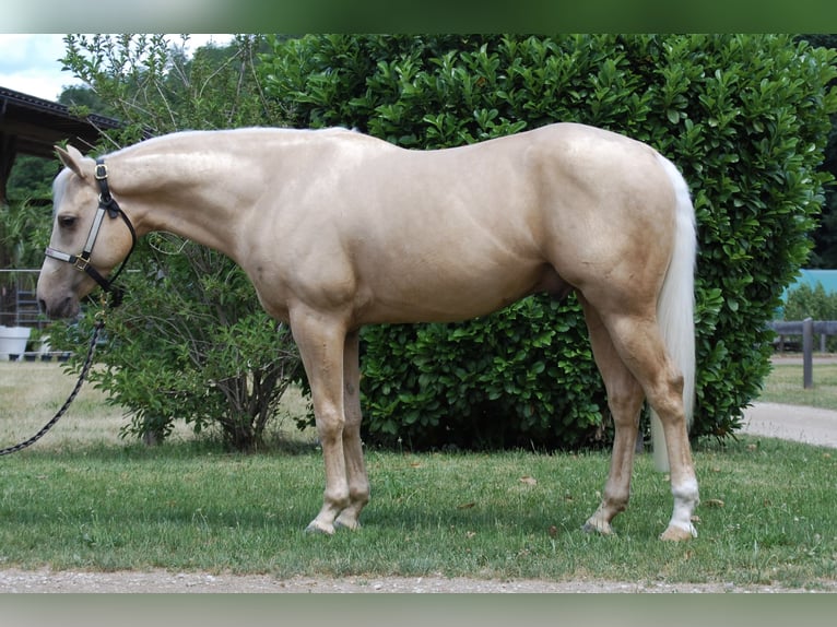 Quarter horse américain Étalon 3 Ans 145 cm Palomino in Bolzano
