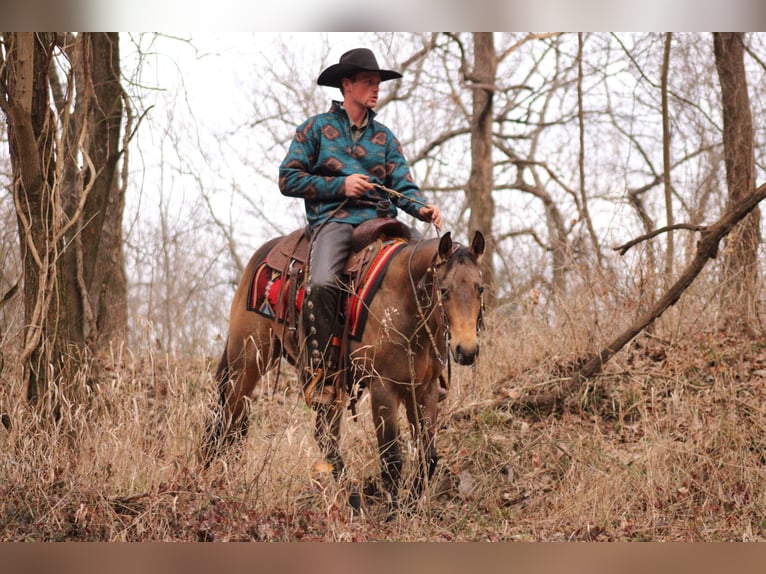 Quarter horse américain Étalon 3 Ans 147 cm Buckskin in Baxter Springs, KS