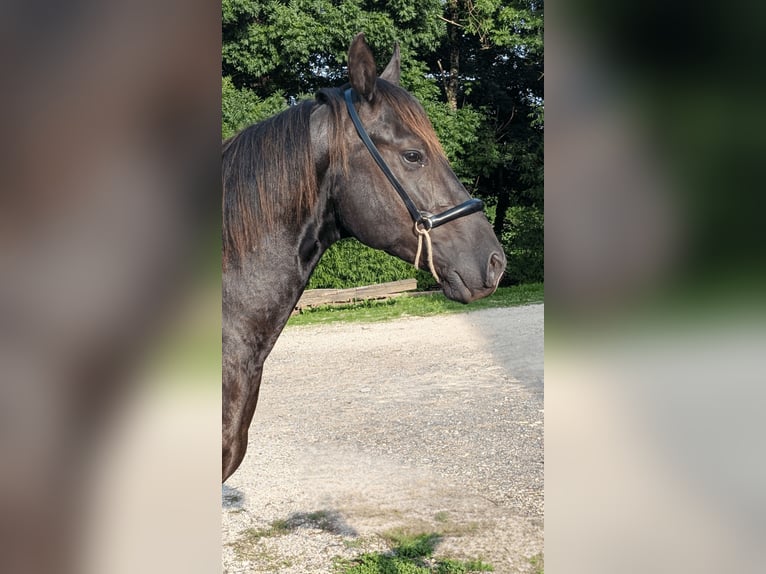 Quarter horse américain Étalon 3 Ans 147 cm Noir in Caumont