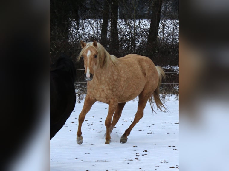 Quarter horse américain Étalon 3 Ans 147 cm Palomino in Offenhausen