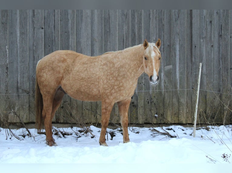 Quarter horse américain Étalon 3 Ans 147 cm Palomino in Offenhausen