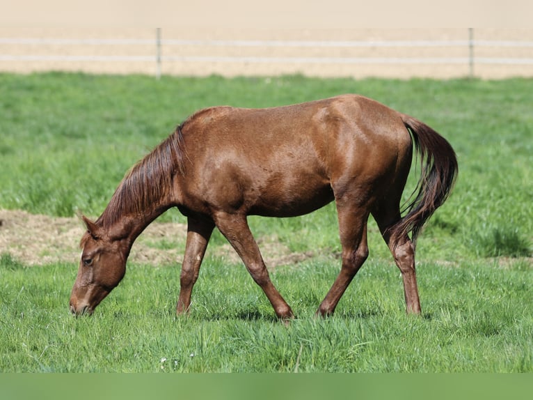Quarter horse américain Étalon 3 Ans 148 cm Alezan brûlé in Waldshut-Tiengen