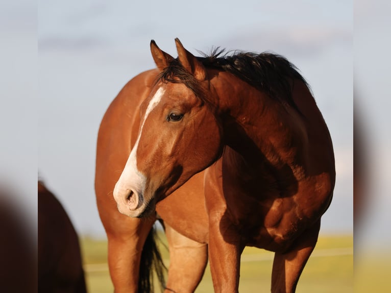 Quarter horse américain Étalon 3 Ans 150 cm Bai in Iffeldorf