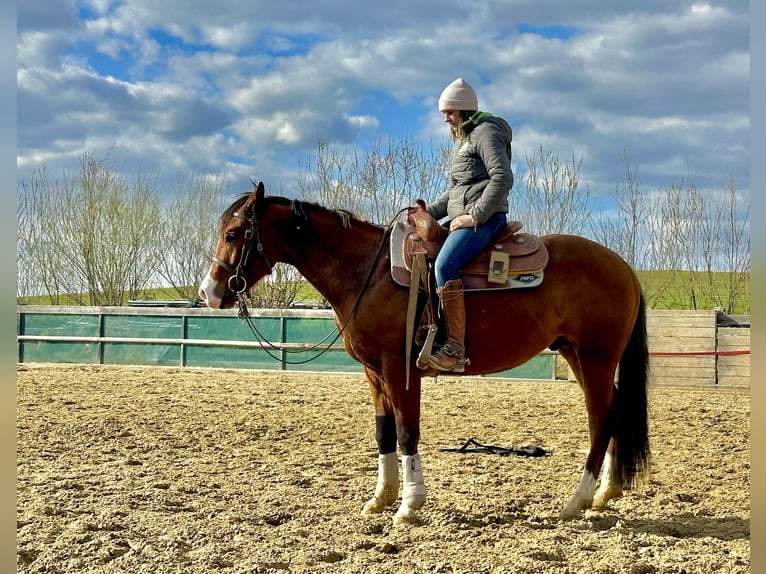 Quarter horse américain Étalon 3 Ans 150 cm Bai in Iffeldorf