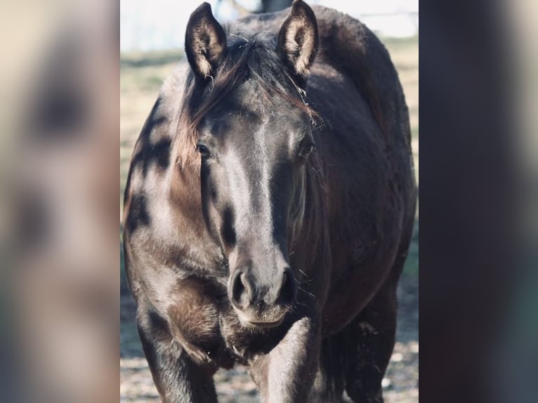 Quarter horse américain Étalon 3 Ans 151 cm Noir in Saarbrücken