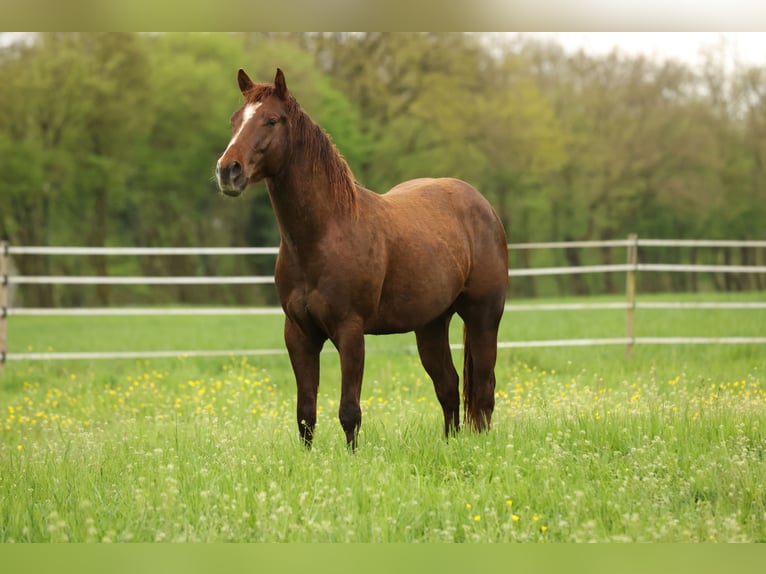 Quarter horse américain Étalon 3 Ans 152 cm Alezan brûlé in Waldshut-Tiengen