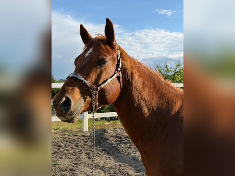 Quarter horse américain Étalon 3 Ans 152 cm Alezan in Rheinfelden