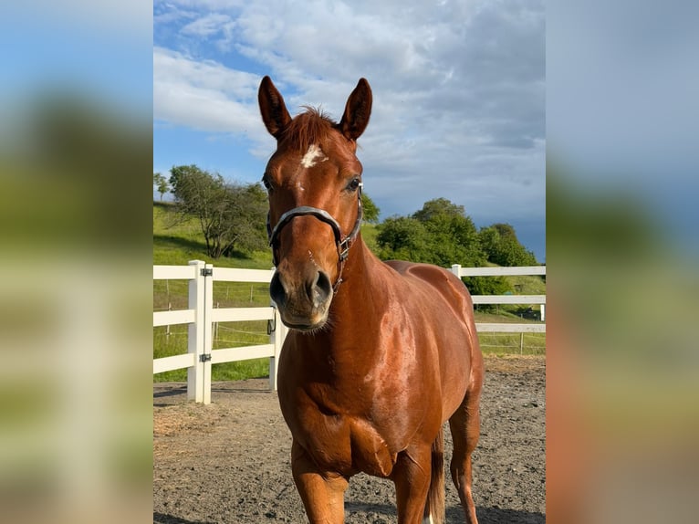 Quarter horse américain Étalon 3 Ans 152 cm Alezan in Rheinfelden