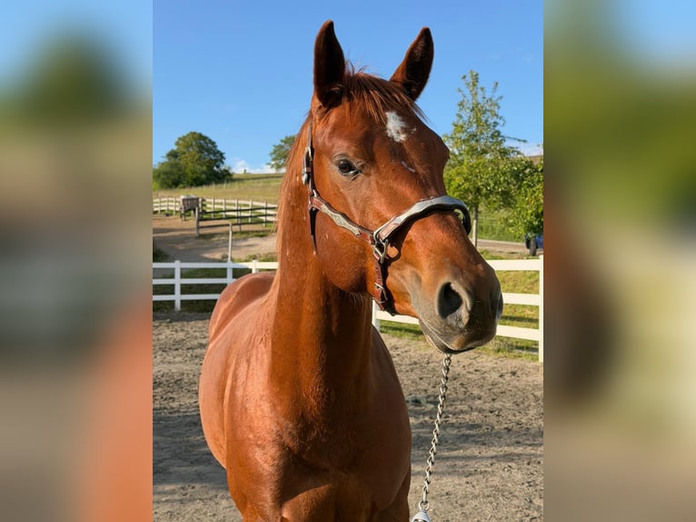 Quarter horse américain Étalon 3 Ans 152 cm Alezan in Rheinfelden