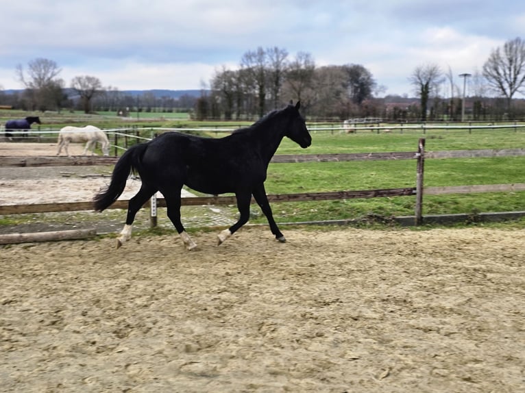 Quarter horse américain Étalon 3 Ans 152 cm Bai brun in Havixbeck