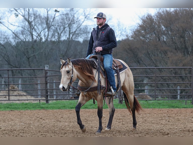 Quarter horse américain Étalon 3 Ans 152 cm Buckskin in Wells, TX