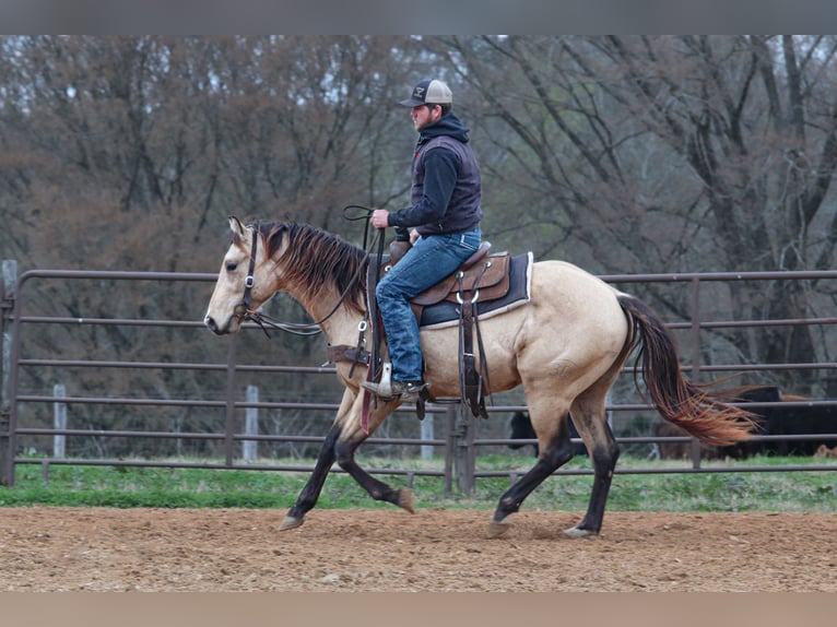 Quarter horse américain Étalon 3 Ans 152 cm Buckskin in Wells, TX